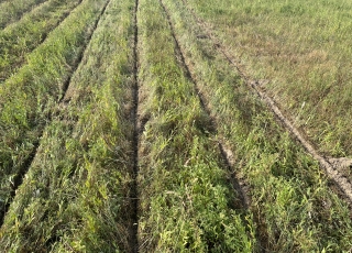 Aeration of permanent grassland without disturbance and mixing